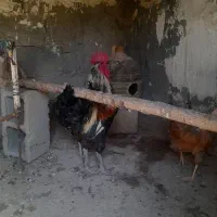 خروس محلی اذان گو میمند فارس|حیوانات مزرعه|میمند, |دیوار