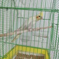 عروس هلندی نر دستی سخنگو معاوضه با قناری سرخ|پرنده|خرمآباد, |دیوار