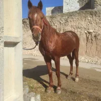 اسب درشور|اسب و تجهیزات اسب‌سواری|دهدشت, |دیوار