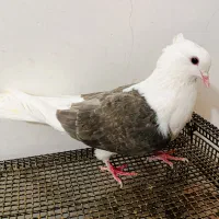 کبوتر پشتی هفترنگ معاوضه با جوجه گیرینچیک|پرنده|مشهد, انقلاب|دیوار