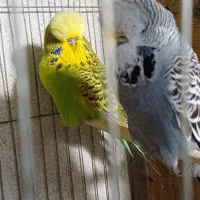 مرغ عشق انگلیسی هر دوجفت مولد