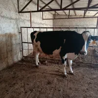 گوساله وگاوشیری|حیوانات مزرعه|آشخانه, |دیوار