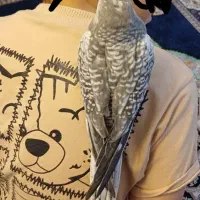 عروس هلندی جوجه|پرنده|ماهدشت, |دیوار