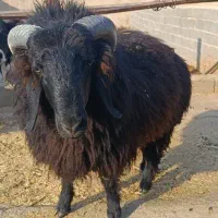 بره قوچ