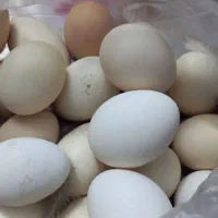 تخم مرغ نطفه داروتخم قاز