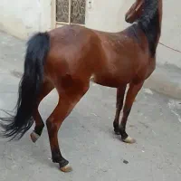 فروش اسب ترکمن|اسب و تجهیزات اسبسواری|باسمنج, |دیوار