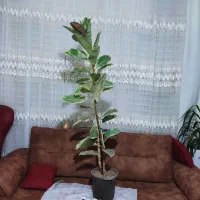 گل نخل ماداگاسکار،آکوبا،کروتن،شفلرا،فیکوس‌|گل و گیاه طبیعی|کرمانشاه, |دیوار
