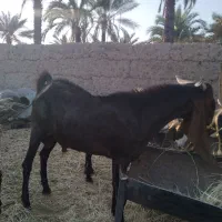 ۵عددگوسفند