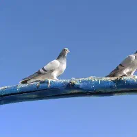 کبوتر دمگیر خرقه جفتی کار