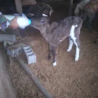 فروش گوساله