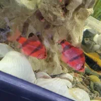 دو عدد ماهی تایگر قرمز