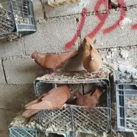 پرنده مرغ کبوتر|پرنده|اندیمشک, |دیوار