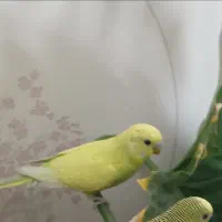 گمشده