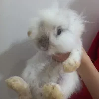 خرگوش لوپ ماده