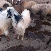 بزغاله نر|حیوانات مزرعه|صحنه, |دیوار