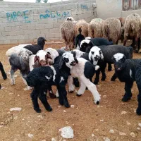 60راس میش بره دار