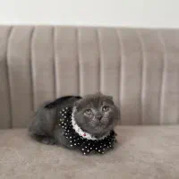 گربه های اصیل|گربه|شیراز, انجیره|دیوار