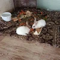 خرگوش نر و ماده|موش و خرگوش|سنندج, |دیوار