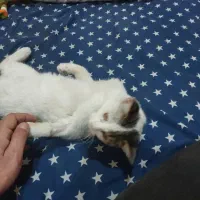 واگذاری گربه نر 5 ماهه دستی و خونگی