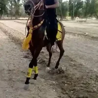 اسب مادیان کرد عالی.