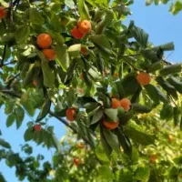 خرمالو محلی ارگانیک،،شیره انگور تازه وخالص