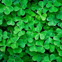 فروش زمین در دشت نظام اباد