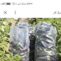 بادنجان لتحر