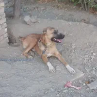سگ سرابی