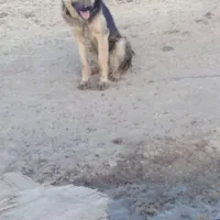 سگ ژرمن شپرت