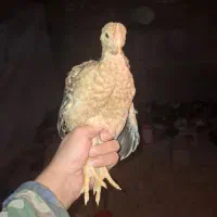 نیمچه گلپایگانی 45 روزه