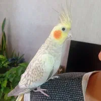 عروس هلندی ماده