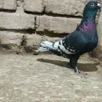 طاوسی