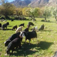 پنجاه بز چاق|حیوانات مزرعه|بیرانوند, |دیوار