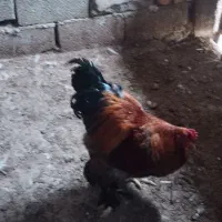 خروس برهما پاتریج