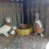 پزنده طوقی|پرنده|بم, |دیوار