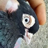زاغ واکسی چشم نوک.برف|پرنده|رودان, |دیوار