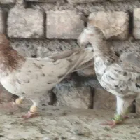 کبوتر هفرنگ