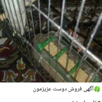 مرغ عشق