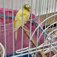 قناری ماده سالم|پرنده|رشت, عینک|دیوار