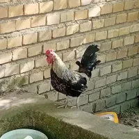 خروس کوتاه چهل تاج