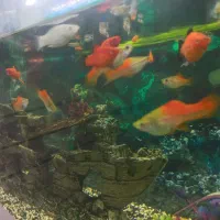 ماهی اکواریومی