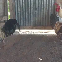 مرع وخروس بالغ ونیمچه|حیوانات مزرعه|رودسر, |دیوار