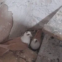 کفتر مخمل زرد