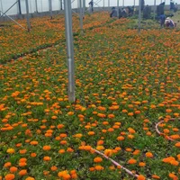 خدمات باغبانی و گلکاری|خدمات باغبانی و درختکاری|مشهد, سجاد شهر|دیوار