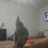 سهره و قناری فروش معاوضه|پرنده|اردبیل, |دیوار