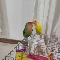 جفت طوطی برزیلی|پرنده|شاهین‌شهر, مسکن مهر|دیوار