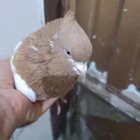 کبوتر.کفتر.قناری.مرغ عشق