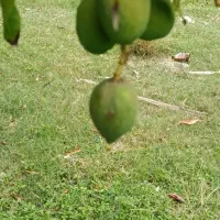 فروش  انبه درچه یک بدون هسته برای ترشی