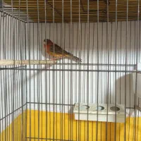 نر و ماده دارچینی درجه یک|پرنده|اصفهان, شفق|دیوار