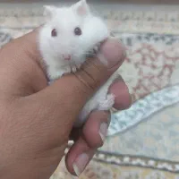 همستر|موش و خرگوش|یزد, |دیوار